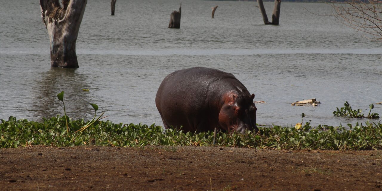 Lake Manyara Birding Safari – Book Flamingos, Forest and Rift Valley Views