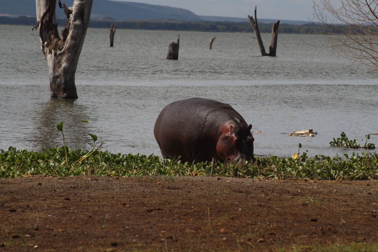 Real Safari Reviews From Happy Travelers: Best Guide 2027