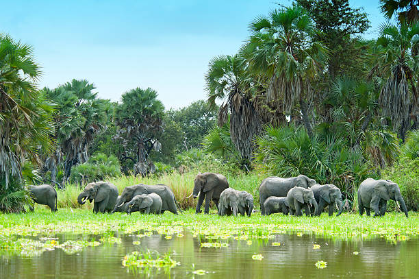 1-Day Nyerere Safari from Zanzibar for Couples