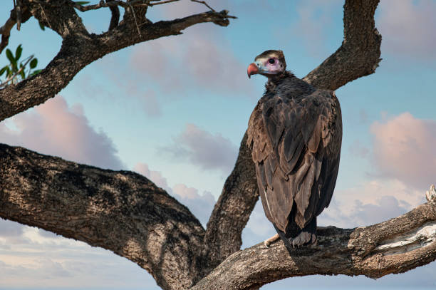 1-Day Nyerere National Park Fly-In Safari from Zanzibar