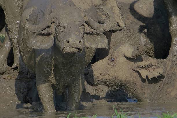 5-Day Selous, Mikumi and Udzungwa Safari