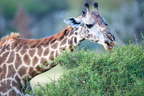 2-Day Shared Nyerere Safari Cost