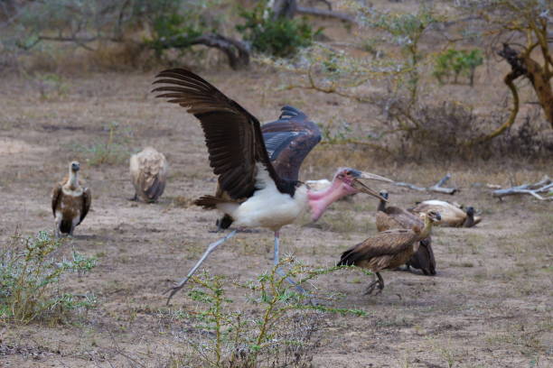 4-Day Nyerere National Park Safari from Zanzibar