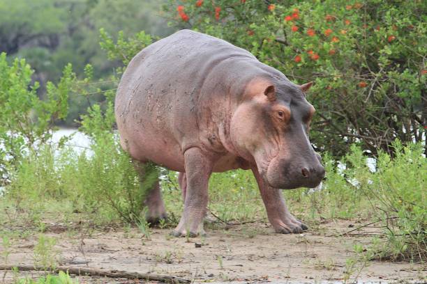 Best 2 Days Selous/Nyerere Safari from Zanzibar