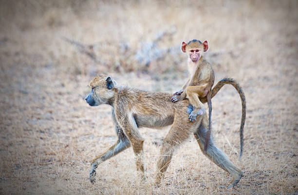 How Much Is an All-Inclusive Selous Safari?