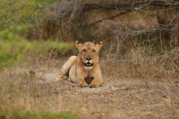 9-Day Selous Safari and Zanzibar Beach Holiday