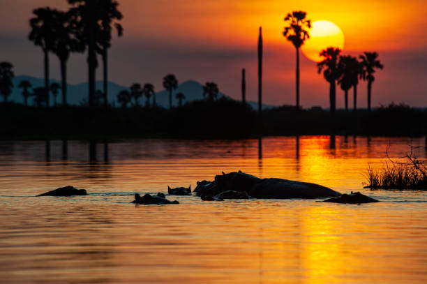 10-Day Nyerere, Ruaha and Zanzibar Honeymoon