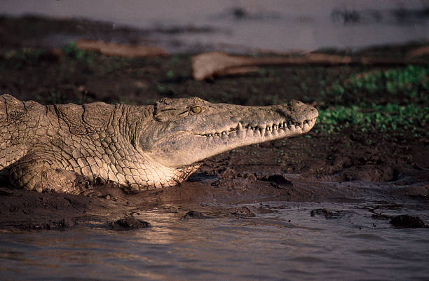 Affordable 2-Day Nyerere Safari from Zanzibar