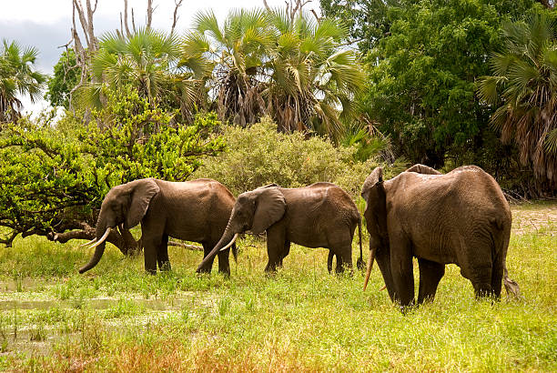 1-Day Mikumi National Park Fly-In Safari from Zanzibar