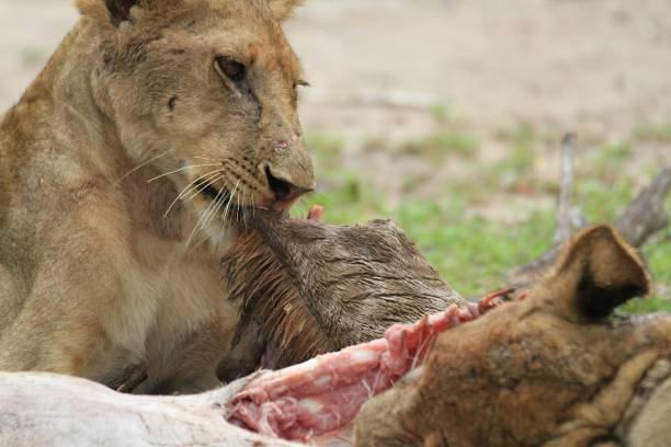 3-Day Mikumi Fly-In Safari from Zanzibar