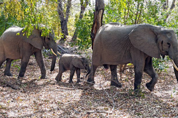 3-Day Nyerere National Park Safari from Zanzibar