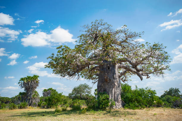 10-Day Southern Tanzania Safari and Zanzibar Package