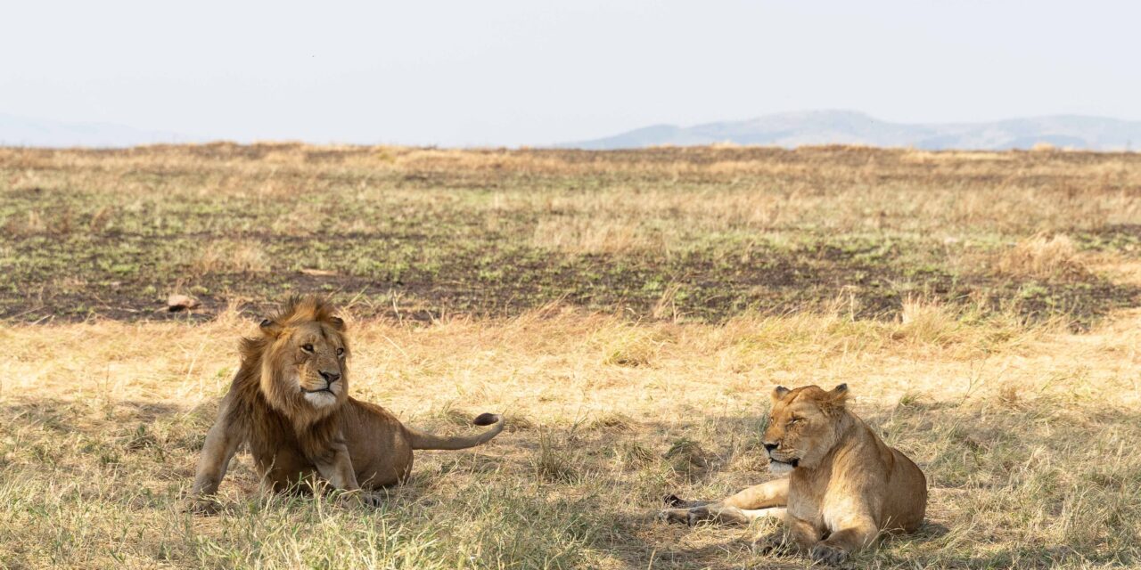 Serengeti Fly-In Safari – Book Luxury Wildlife Tour with Easy Flights