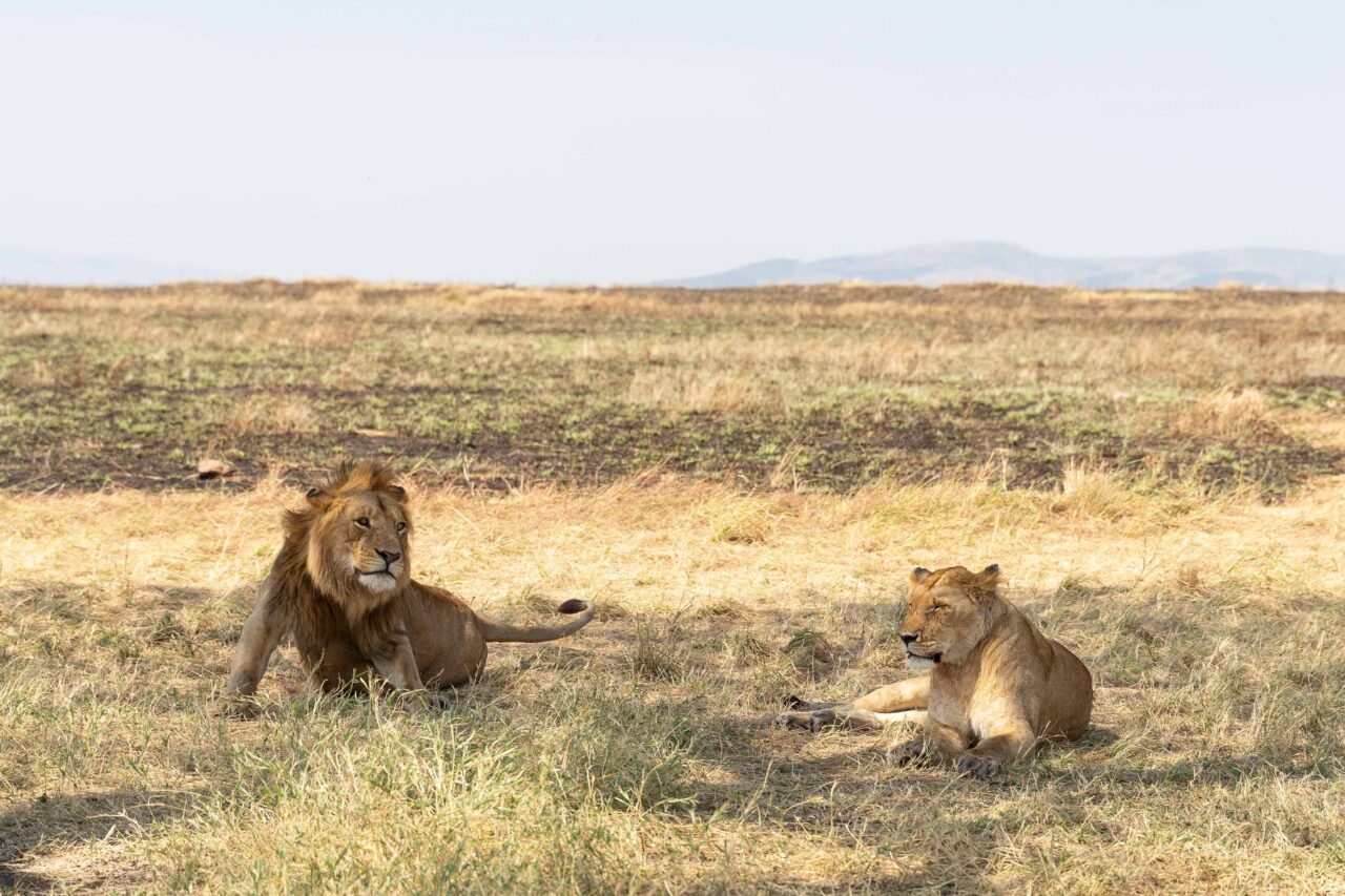 Saadani Safari From Zanzibar: Best Guide 2026-2027-2028