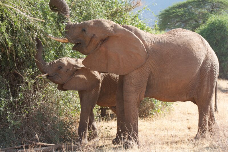 Tarangire Private Day Safari - Book Flexible One-Day Safari from Arusha