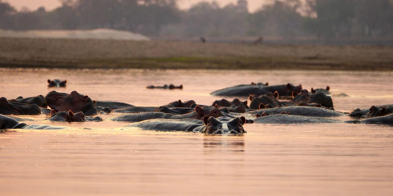 5-Day Mikumi, Nyerere And Zanzibar Safari Package With Top Guide Adventures