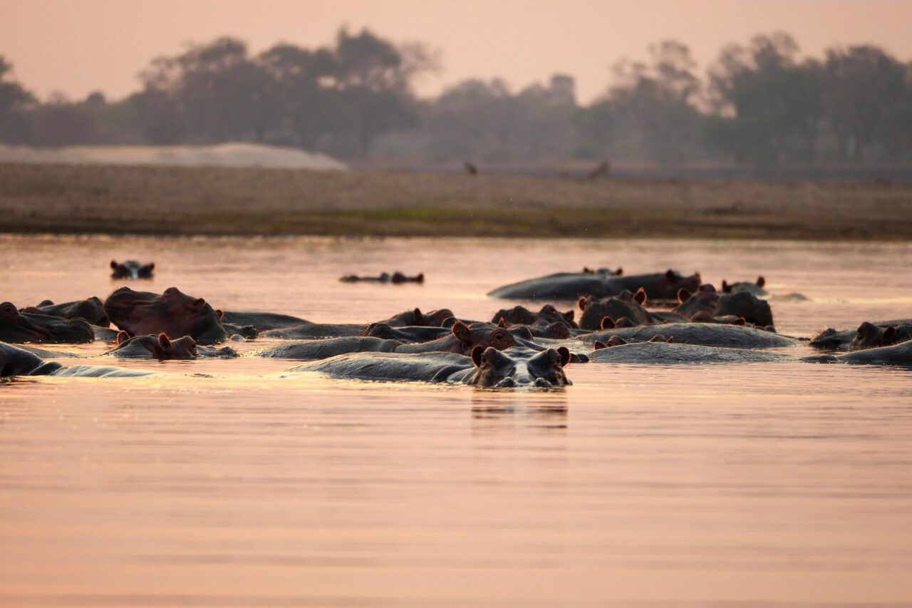 Best-Price 2-Day Selous Fly-In Safari 2026-2027