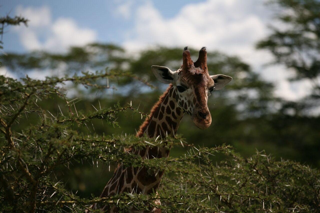 Best 2 Days Serengeti Safari From Moshi: Guide 2026-2027-2028