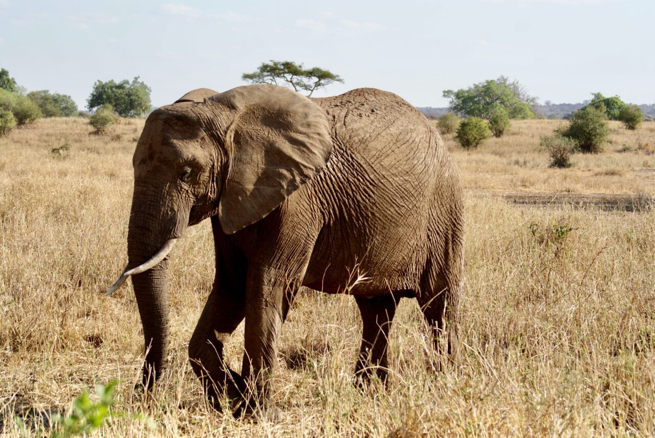 Premium 3 Days Saadani Safari From Zanzibar: Best Guide 2026-2027-2028
