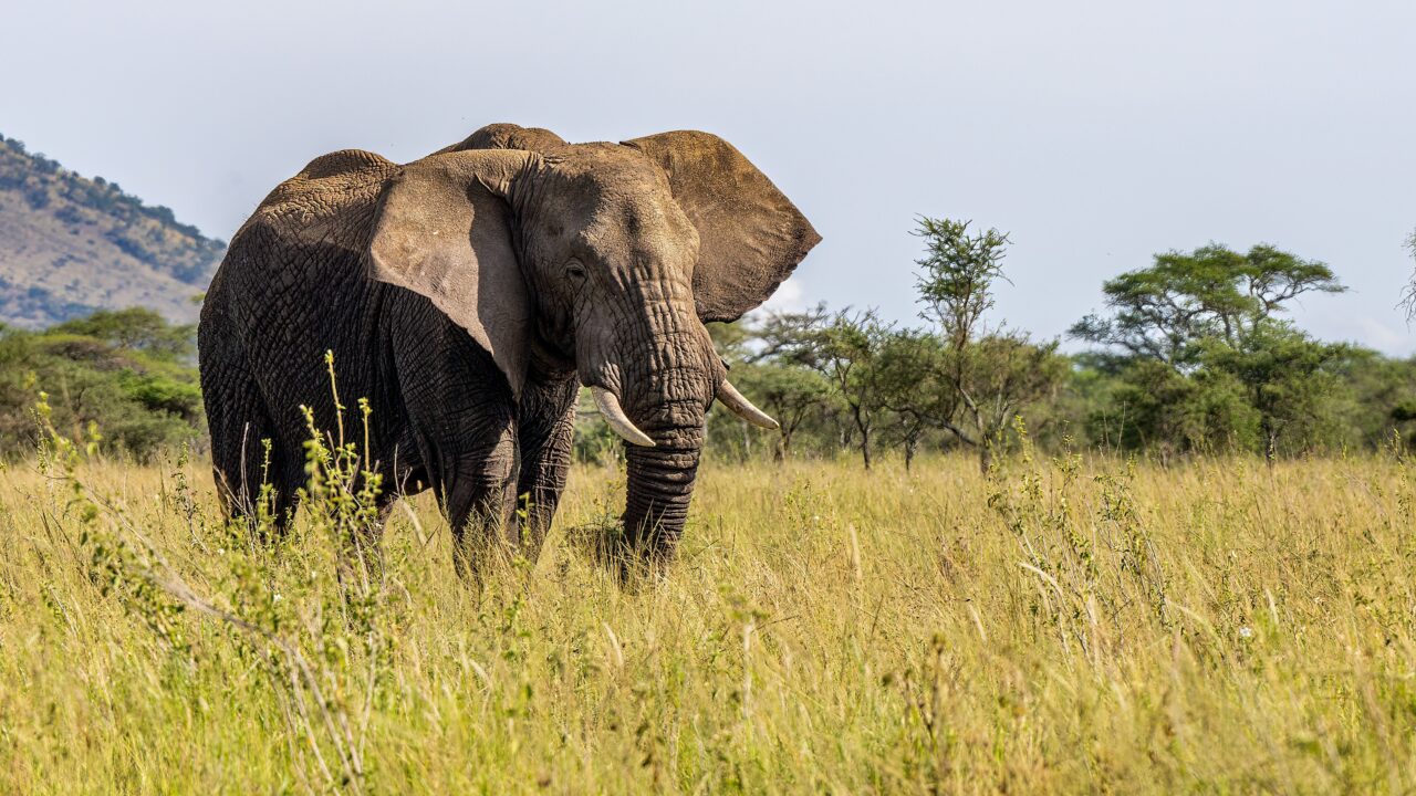 Group Sharing Saadani Safari From Zanzibar: Best Guide 2026-2027-2028