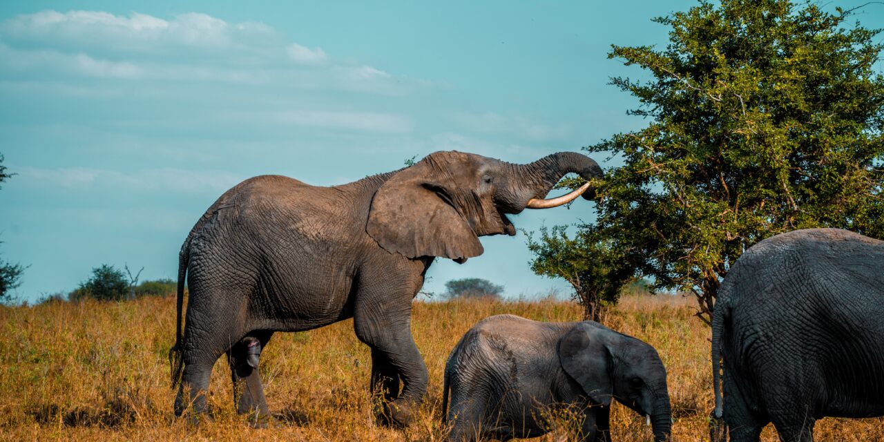 Tarangire Elephant Safari – Book Tanzania’s Best Elephant Wildlife Tour