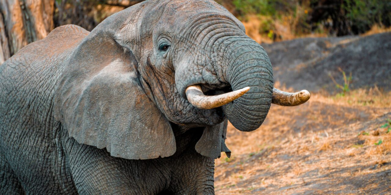 Tarangire Luxury Safari – Book Premium Lodge Safari in Northern Tanzania