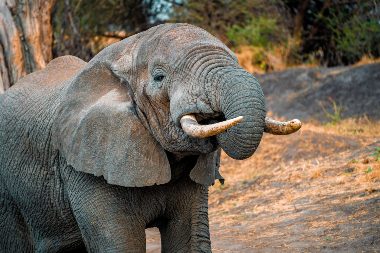 Saadani Safari From Zanzibar Cost: Best Guide 2026-2027-2028