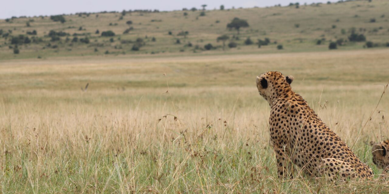 Private 5 days Serengeti safari private safari package 2026-2027