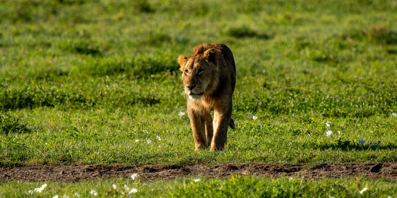 Affordable 2 days Ngorongoro and Tarangire safari cost and packages 2026-2027