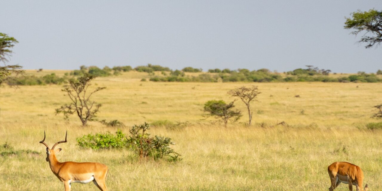 Luxury 4 days Serengeti and Ngorongoro safari booking guide and best time 2026-2027
