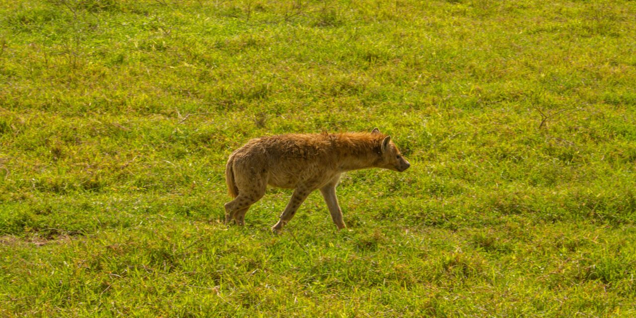 Best 1 day Ngorongoro Crater safari from Arusha itinerary and price 2026-2027