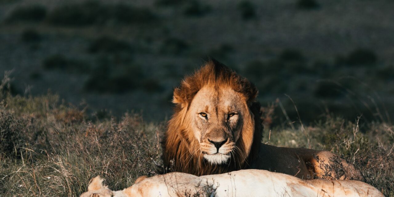 6 Days Serengeti Migration Safari – Book Wildebeest Migration Adventure
