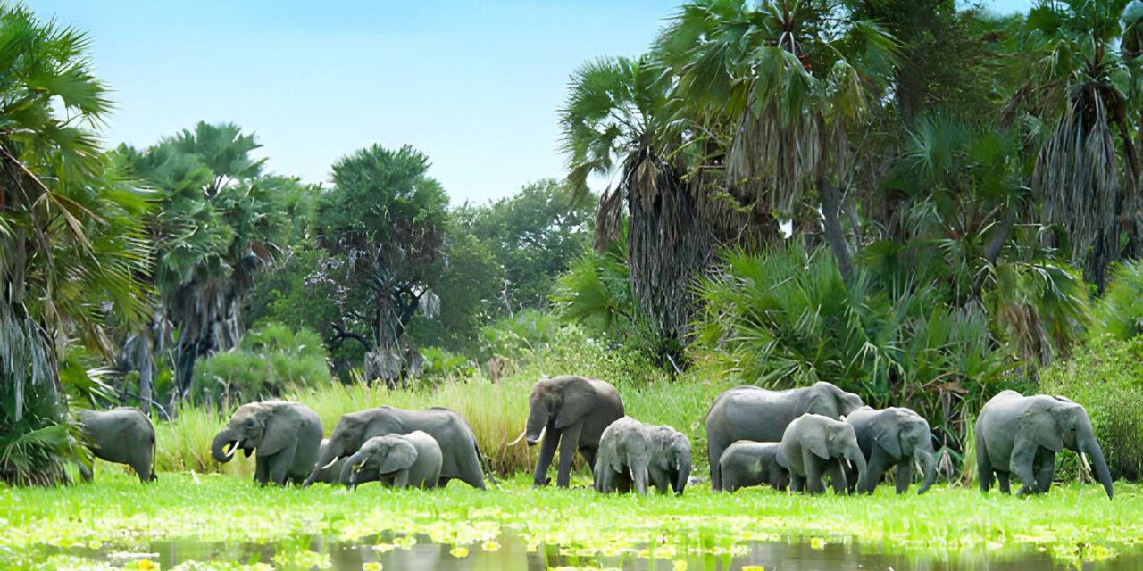 Best 4 Days Selous Safari From Dar Es Salaam Guide