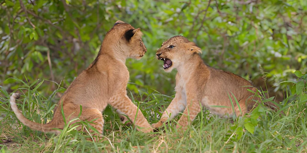 Only 2 Days Safari From Zanzibar To Ngorongoro Crater: Your Quick Escape