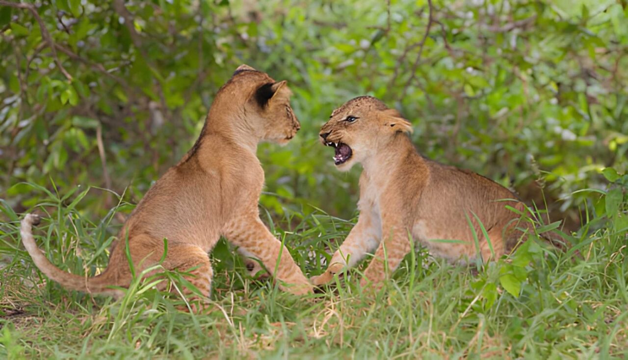 Only 2 Days Safari From Zanzibar To Ngorongoro Crater: Your Quick Escape