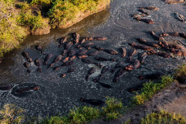 5 Days Serengeti Migration Safari With Balloon Ride: Your Ultimate Tanzania