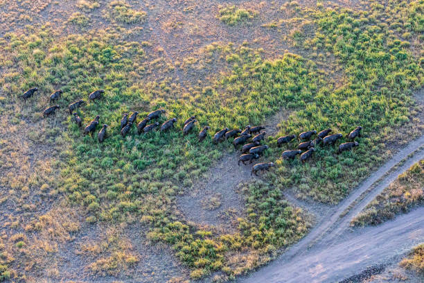 3 Days Serengeti Balloon Safari Package: Your Ultimate African Adventure