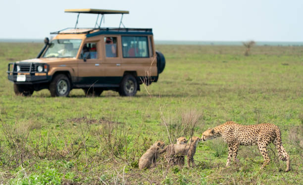 2 Days Serengeti Safari from Arusha – Book Short Wildlife Adventure in Tanzania