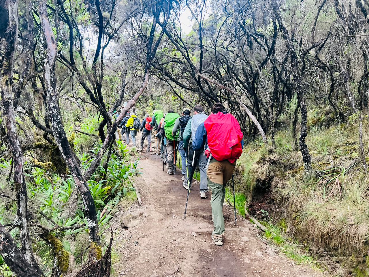 2 Day Machame Route Hike From Arusha: The Best Kilimanjaro Climb 2026-2027